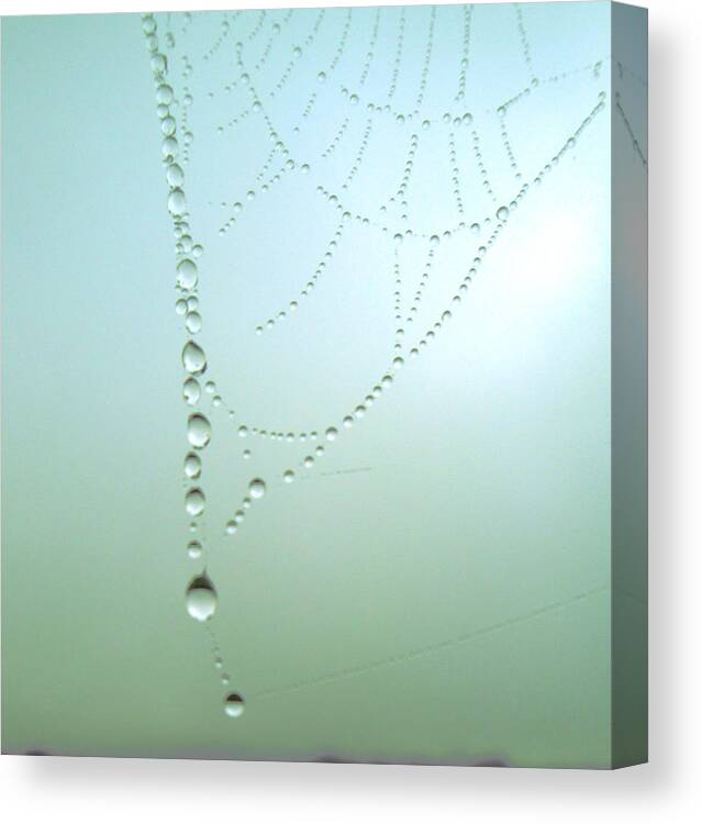 Web Canvas Print featuring the photograph Trinkets by nature by Susan Baker