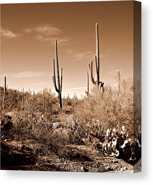 Tucson Canvas Print featuring the photograph Tucson glory by Ruth Jolly
