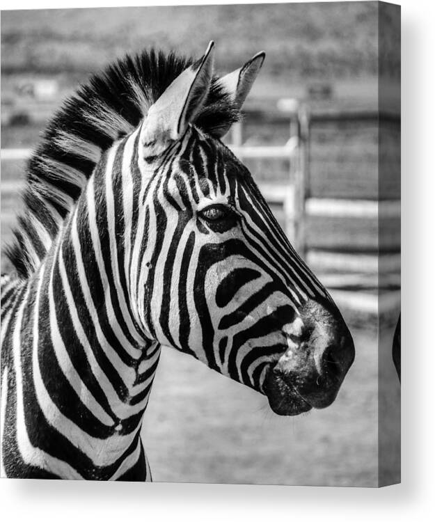 Zebra Canvas Print featuring the photograph Zebra by Geraldine Alexander