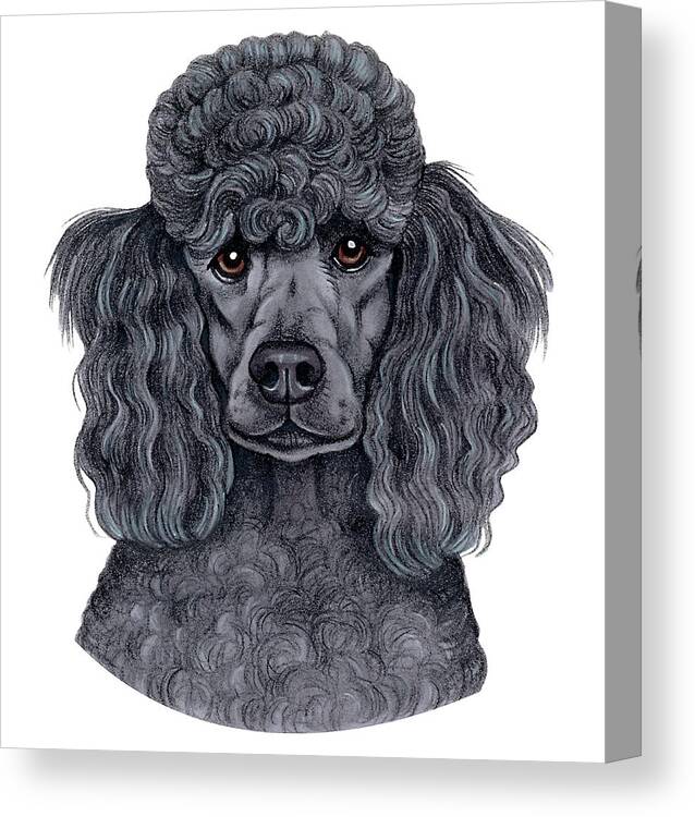 Poodle Black Canvas Print featuring the mixed media Poodle Black #1 by Tomoyo Pitcher