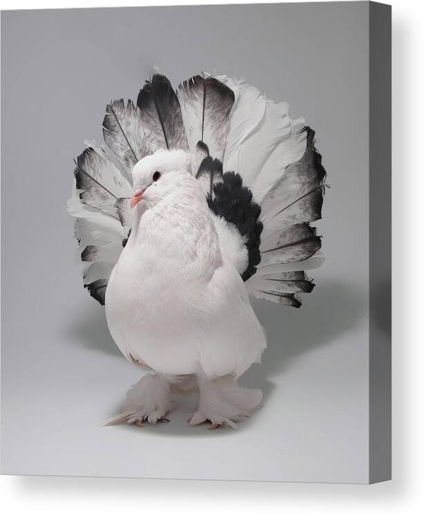 Pigeon Canvas Print featuring the photograph White and Black Indian Fantail Pigeon #1 by Nathan Abbott