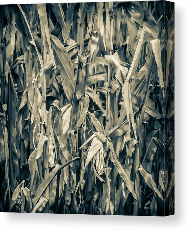 Corn Canvas Print featuring the photograph 2018 Corn by Troy Stapek