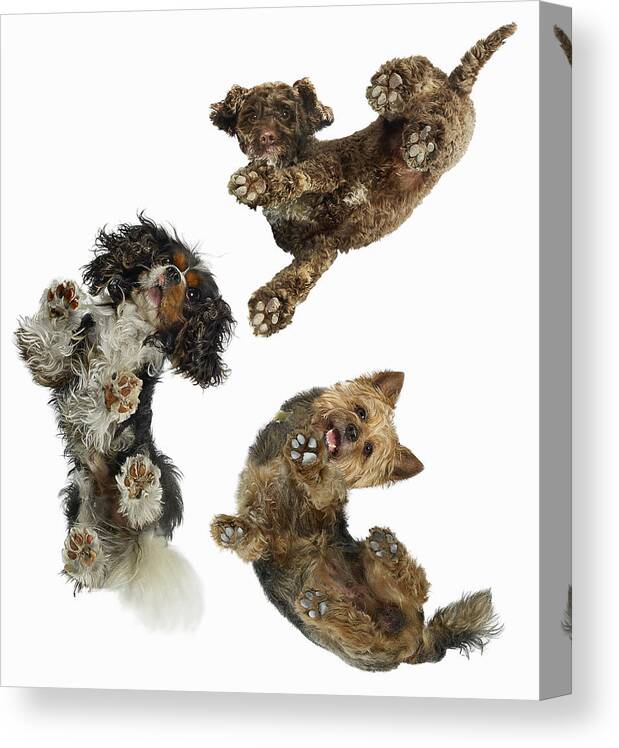 White Background Canvas Print featuring the photograph 3 Dogs Looking Down by Gandee Vasan