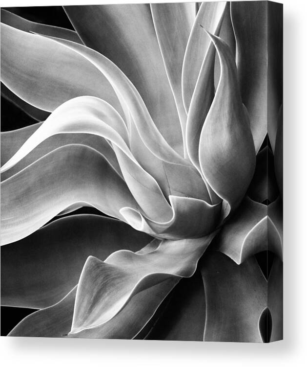 Abstract
Leaf
Leaves
Shapes
Patterns
Black And White
Nature
Plant Canvas Print featuring the photograph Agave Abstract, Summer 2022 by Robin Wechsler