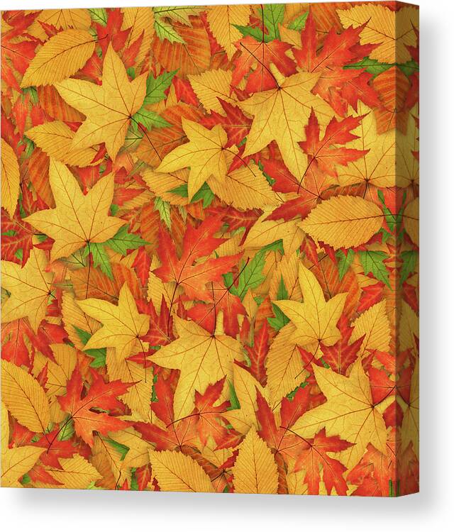Aging Process Canvas Print featuring the photograph Autumn Background by Borchee