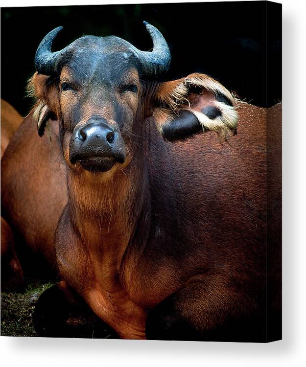 Animal Themes Canvas Print featuring the photograph Congo Buffalo by Photo By Steve Wilson
