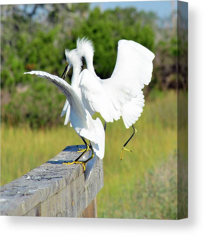 Birds Canvas Print featuring the photograph Dancing Snowy Egrets by Bruce Gourley