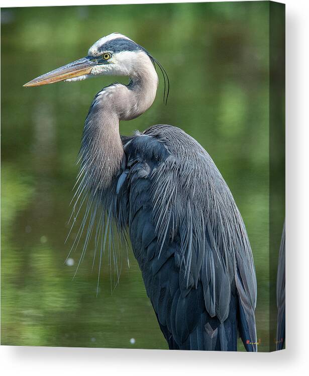 Nature Canvas Print featuring the photograph Great Blue Heron after Preening DMSB0157 by Gerry Gantt