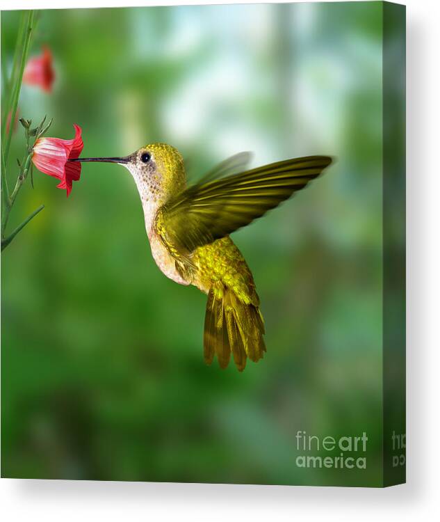 Tropical Canvas Print featuring the photograph Hummingbird by Ktsdesign