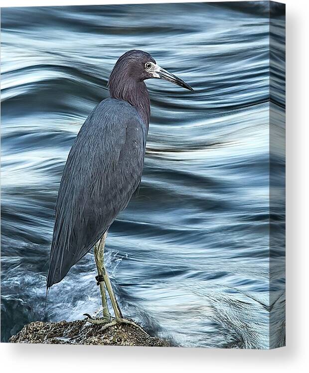Wildlife Canvas Print featuring the photograph Inlet Heron by Steve DaPonte
