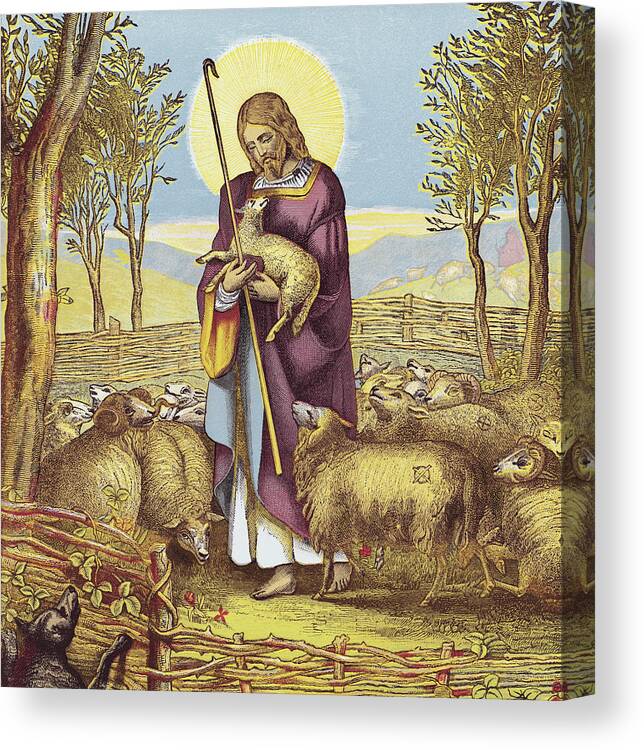 Animal Canvas Print featuring the drawing Jesus and Sheep by CSA Images