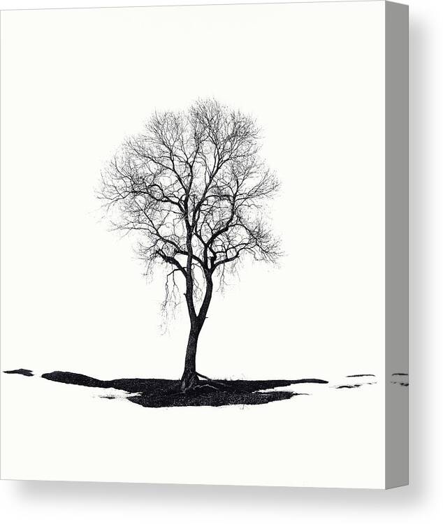 Tree Canvas Print featuring the photograph Lonely by Dmitry.d