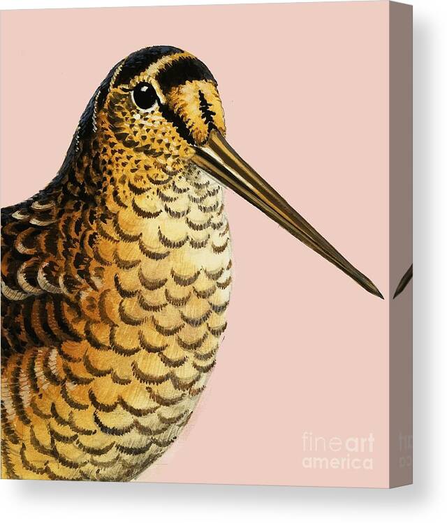 Wildlife Canvas Print featuring the painting Looking At Nature The Woodcock by Rb Davis