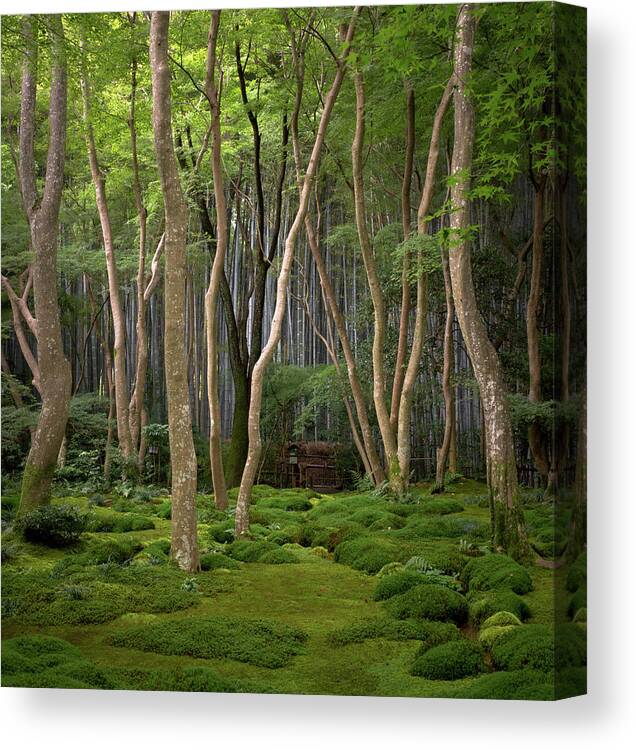 Scenics Canvas Print featuring the photograph Moss Garden At Gioji Temple by Photo By Benjy Meyers