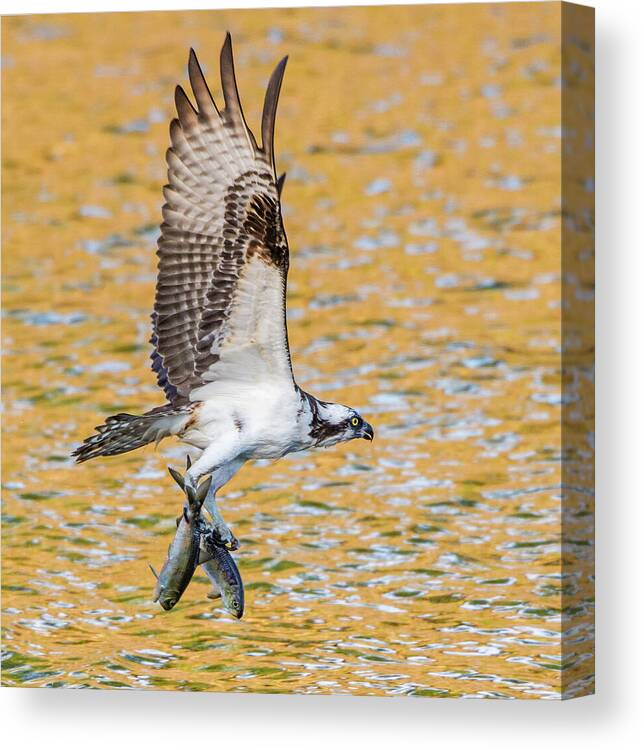 Animal Canvas Print featuring the photograph Osprey With Two Alewife Just Caught In The Atlantic Ocean. by George Sanker / Naturepl.com