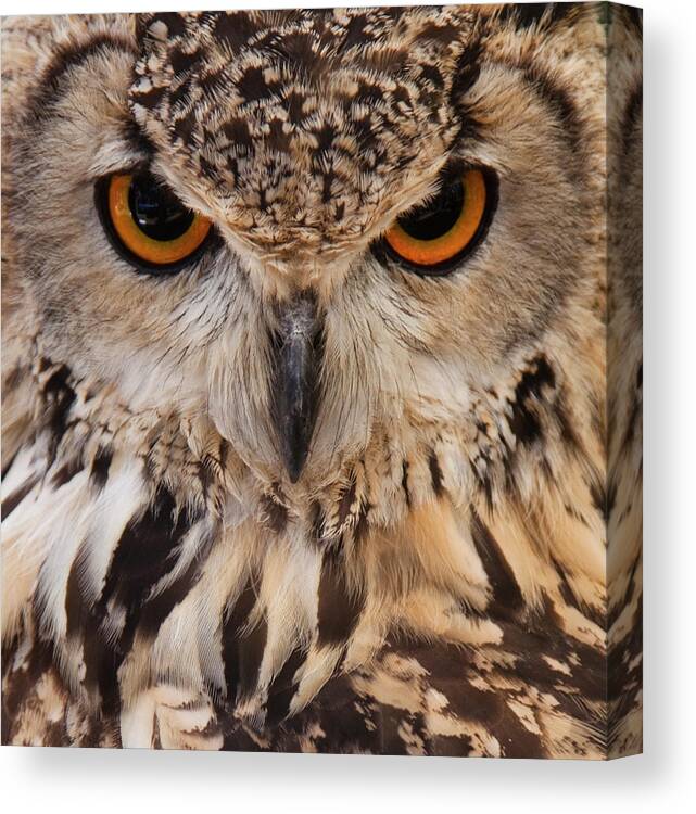 Alertness Canvas Print featuring the photograph Owl Face Closeup by Jimmytrueno