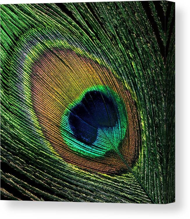 Peacock Feather Print, Peacock Feather Decor, Tropical Feather