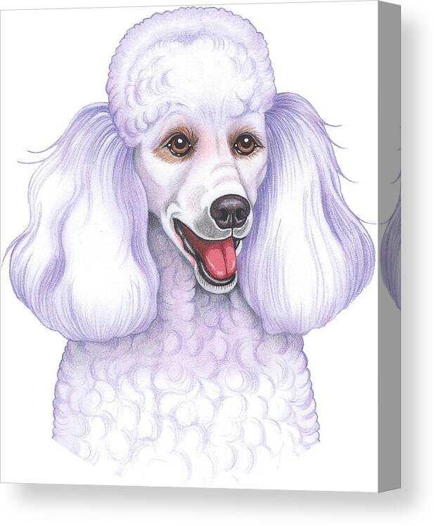 Poodle White Canvas Print featuring the mixed media Poodle White by Tomoyo Pitcher
