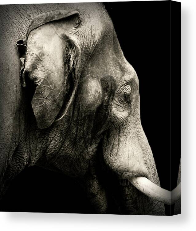 Elephant Canvas Print featuring the photograph Portrait by Jeffrey Hummel