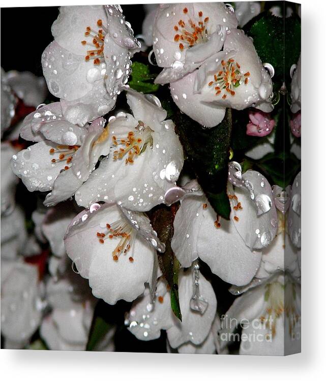Raindrops On Crab Apple Blossoms By Rose Santucisofranko Canvas Print featuring the photograph Raindrops on Crab Apple Blossoms by Rose SantuciSofranko by Rose Santuci-Sofranko