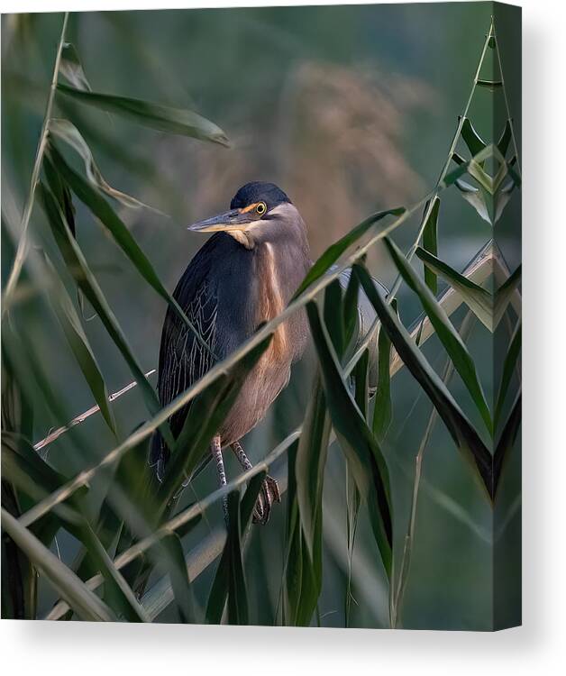  Canvas Print featuring the photograph Striated Heron by Guy Wilson