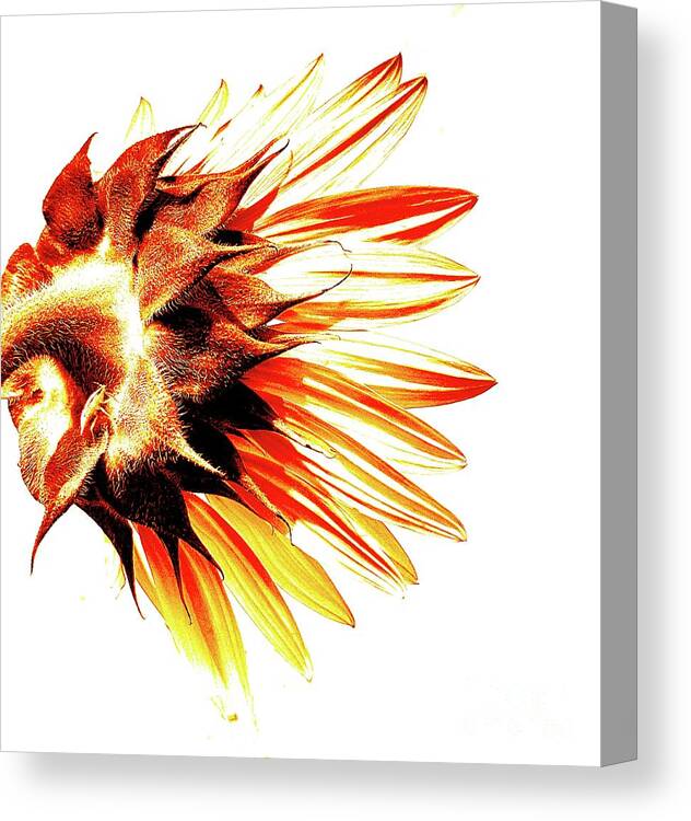 Sunflower Canvas Print featuring the photograph Sunflower Spotlight - On Fire by Simply Summery