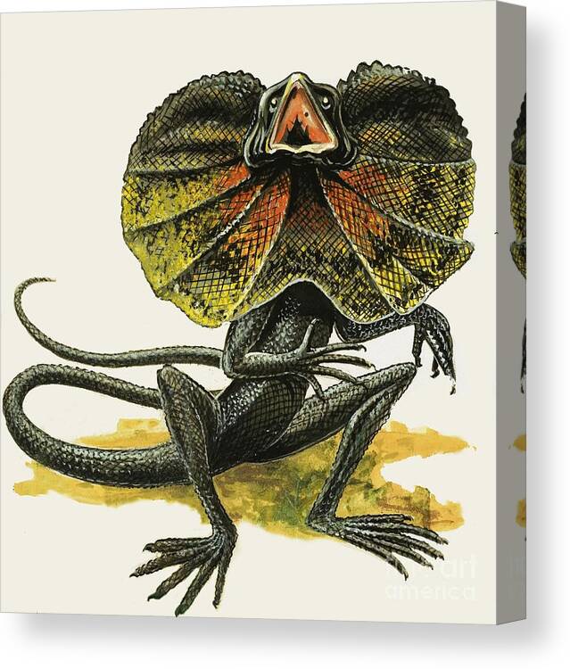 Reptiles Canvas Print featuring the painting The Frilled Lizard by D A Forrest