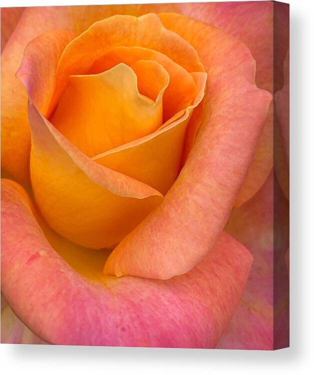 Rose Canvas Print featuring the photograph Vertical Rose by Anamar Pictures