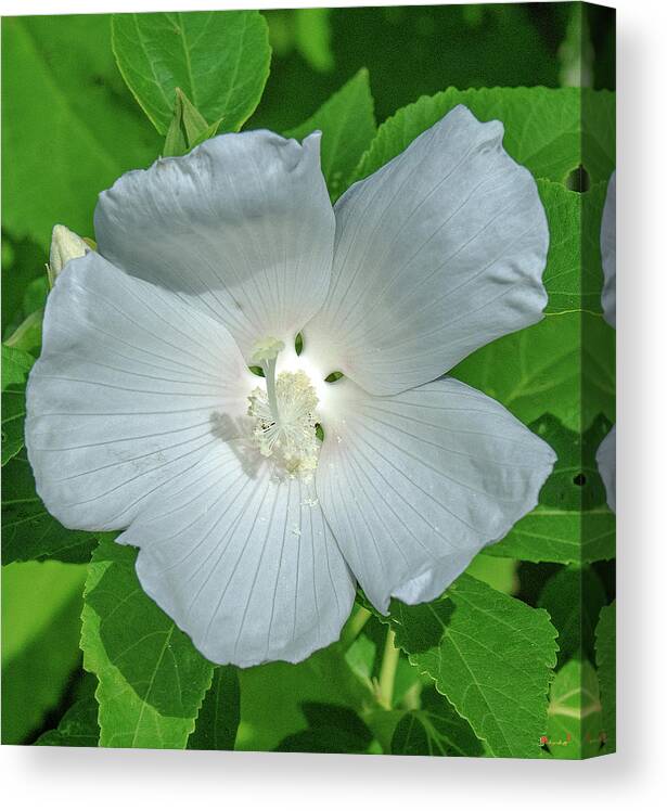 Nature Canvas Print featuring the photograph Very Rare almost All-white Crimson-eyed Rosemallow DFL0996 by Gerry Gantt