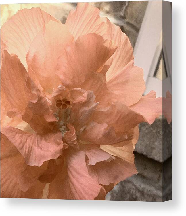 Photograph Canvas Print featuring the photograph Peachy Vintage Cotton Rose by Debra Grace Addison