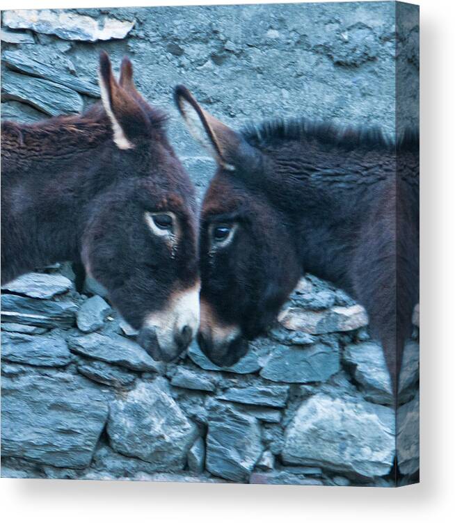 Burro Canvas Print featuring the photograph Eye To Eye, Nose To Nose, Heart To Heart by Leslie Struxness