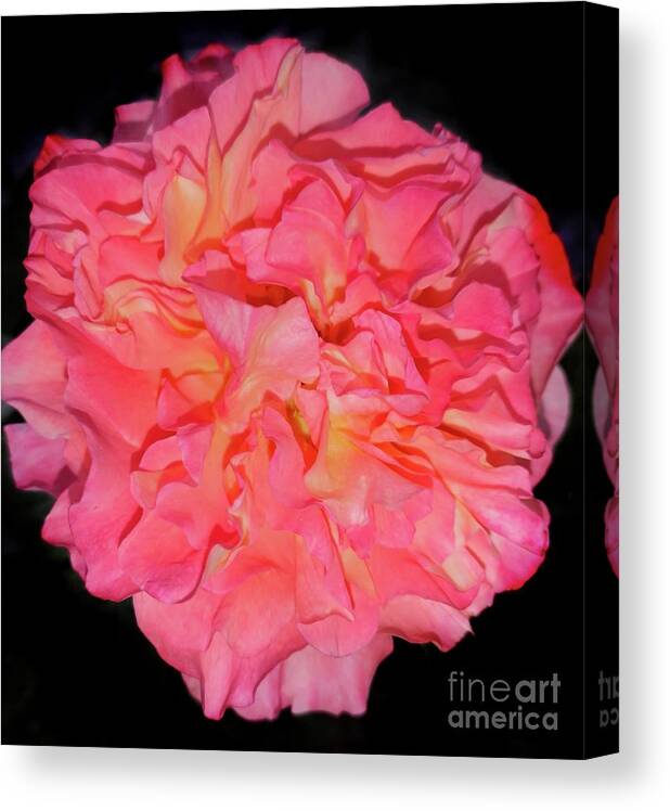 Rose Canvas Print featuring the photograph Rose Laughs in Full-blown Beauty #2 by Leonida Arte