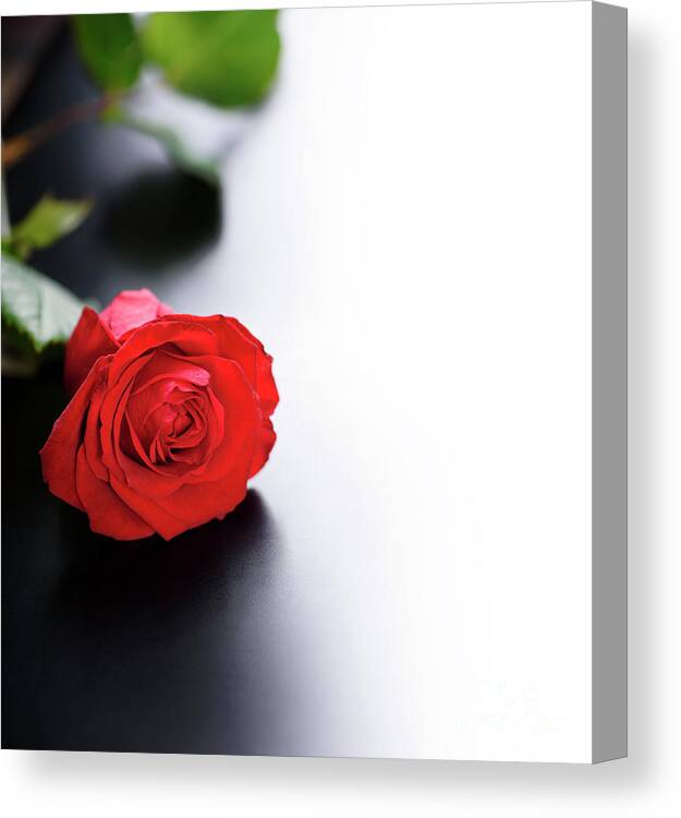 Roses Canvas Print featuring the photograph Red Rose on black and white background by Jelena Jovanovic