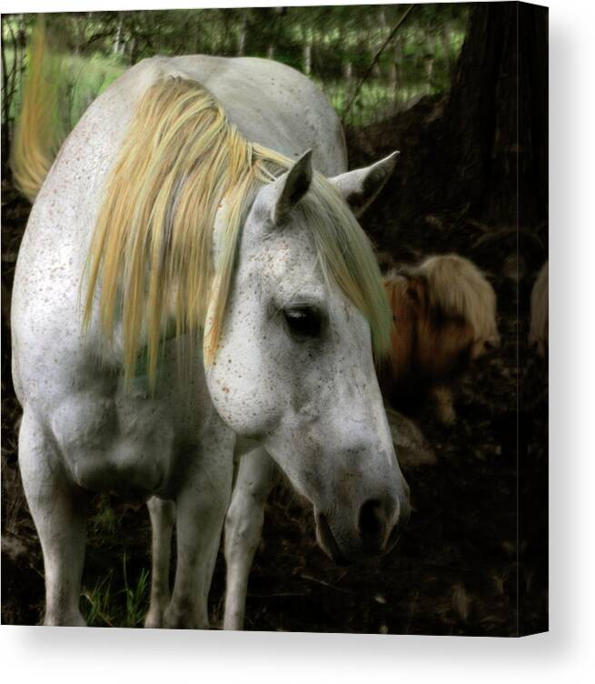 Old Horse Canvas Print featuring the photograph A Gentle Old Soul by Wayne King
