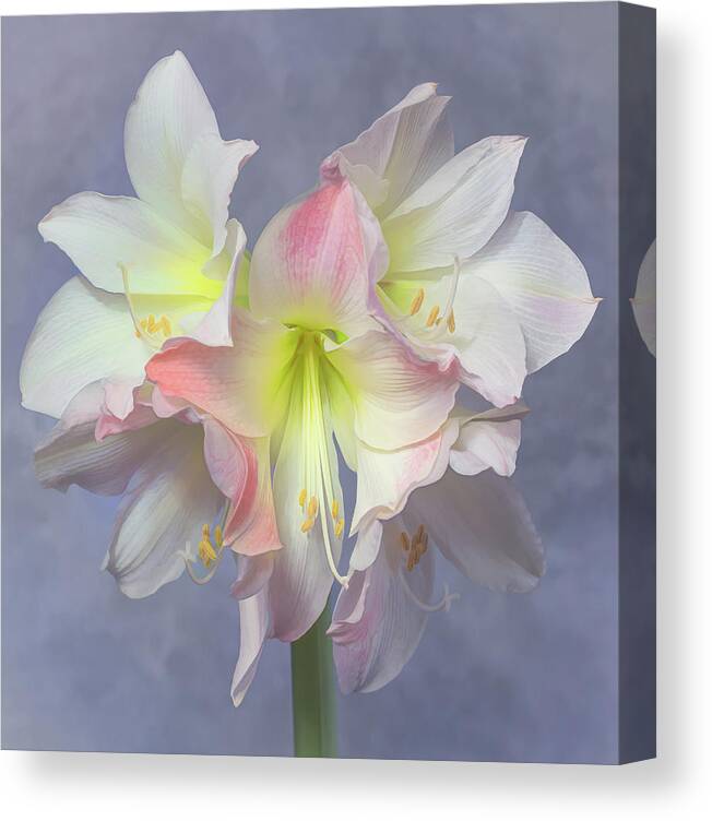 Amaryllis Canvas Print featuring the photograph An Amaryllis Bloom by Sylvia Goldkranz