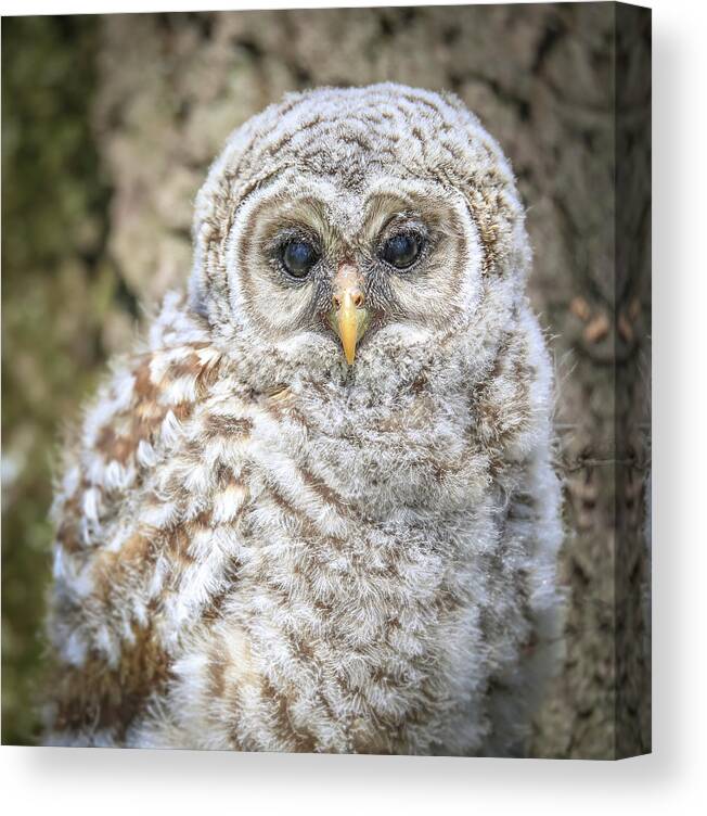 Barred Owlet Portrait Canvas Print featuring the photograph Barred Owlet Portrait by Dan Sproul