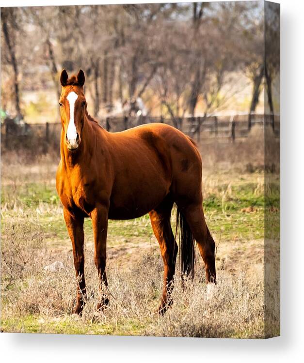Horse Canvas Print featuring the photograph Bay Horse 2 by C Winslow Shafer