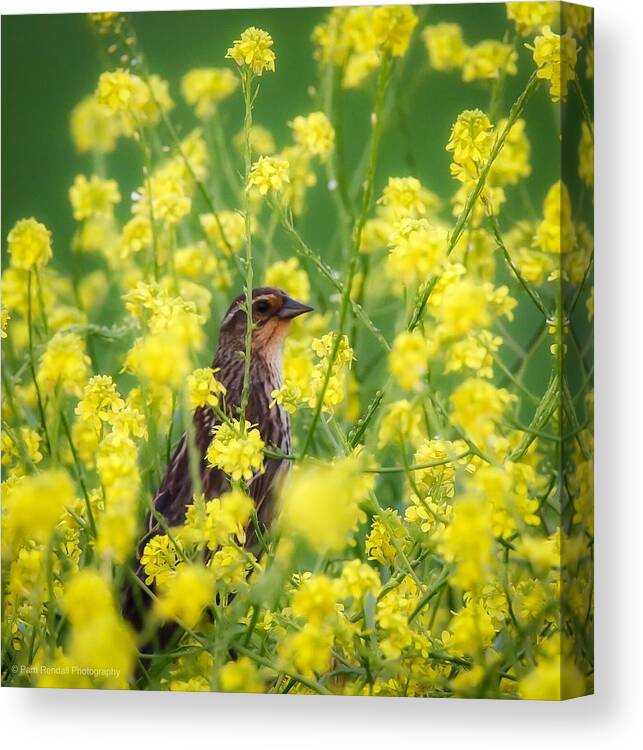Redwingedblackbird Canvas Print featuring the photograph Bird in Yellow Flowers by Pam Rendall