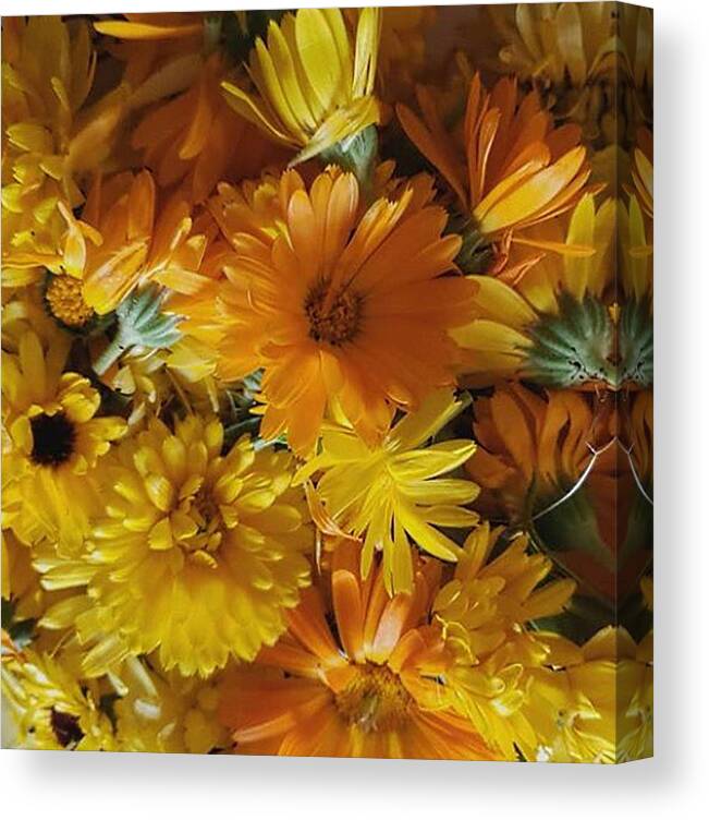 Orange Canvas Print featuring the photograph Calendula Blossom Sunrise by Vicki Noble