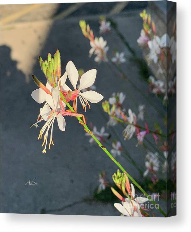 Floral Photography By Felipe Adan Lerma Canvas Print featuring the photograph Floral Series 4, Waking Gently to the Light circa 2019 by Felipe Adan Lerma