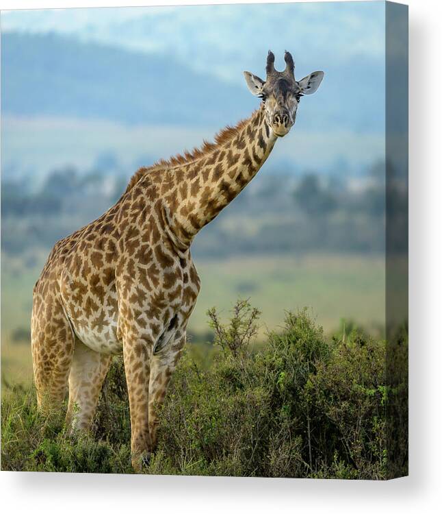 Africa Canvas Print featuring the photograph Long Necked by Laura Hedien