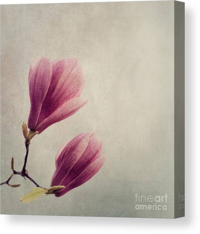 Magnolia Canvas Print featuring the photograph Magnolia flower on art texture by Jelena Jovanovic