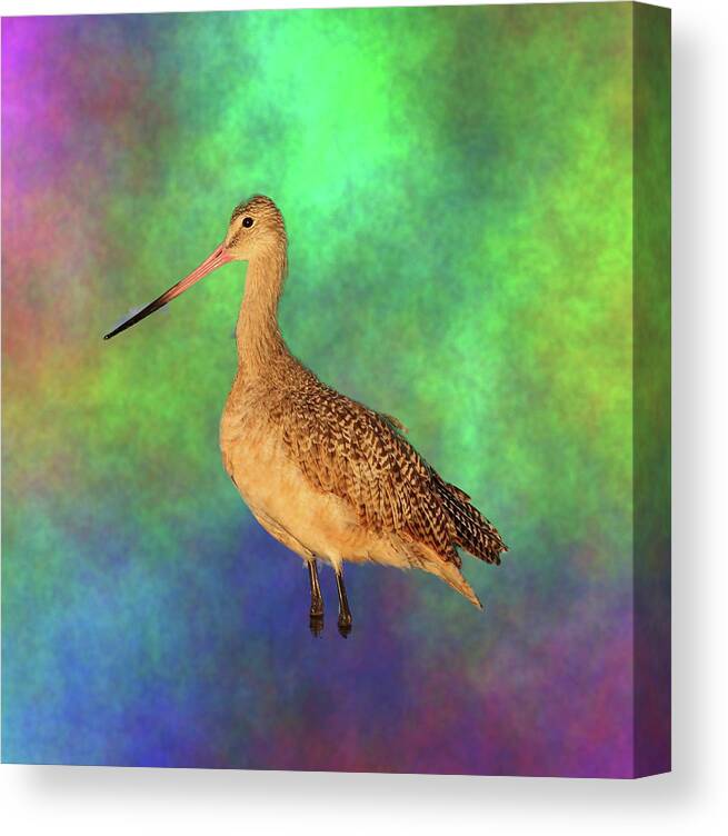 Marbled Godwit Canvas Print featuring the photograph Marbled Godwit by Mingming Jiang
