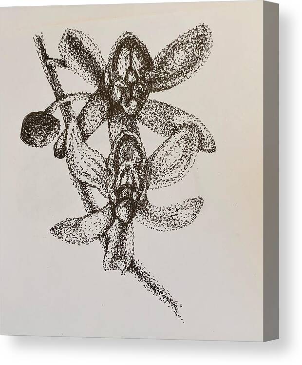 Points Canvas Print featuring the drawing Orchid by Franci Hepburn