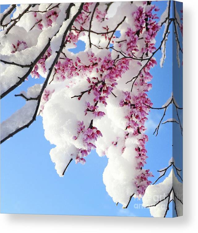 Redbud Canvas Print featuring the photograph Redbud Blossoms and April Snow 5010 by Jack Schultz