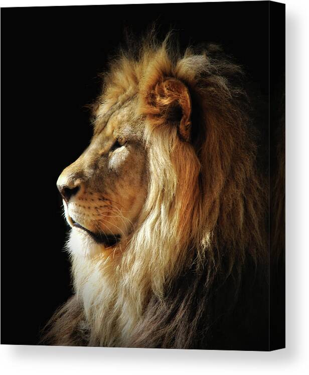 Lions Canvas Print featuring the photograph RIP Shombay by Elaine Malott