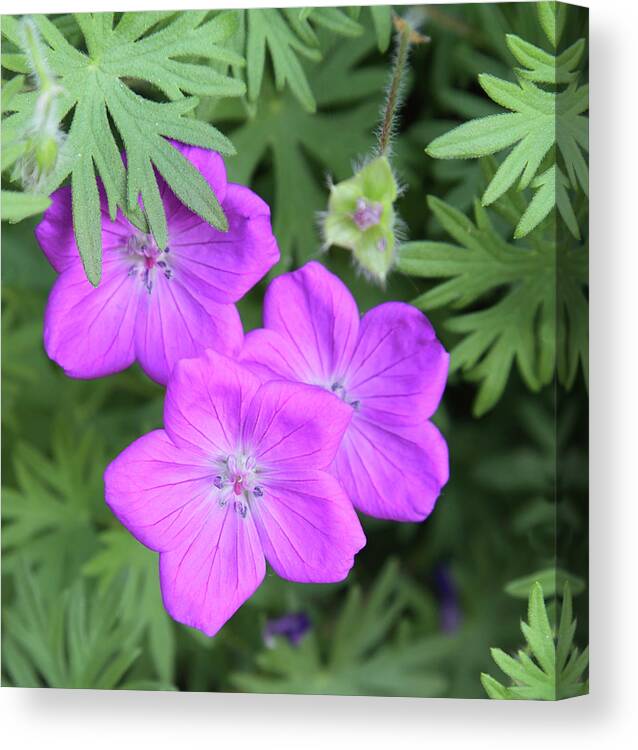 Flowers Canvas Print featuring the photograph Wild Geraniums by Bob Falcone