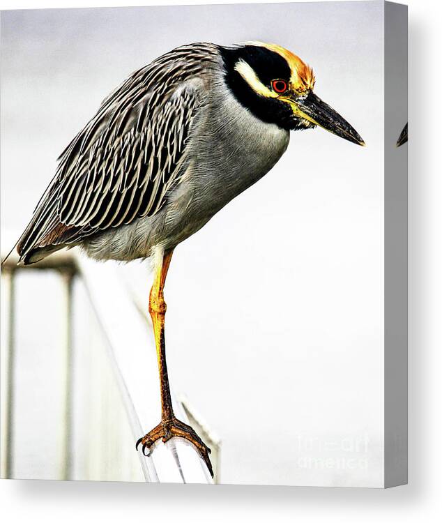 Heron Canvas Print featuring the photograph Yellow Crowned Night Heron by Joanne Carey