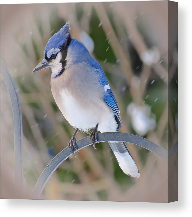 Snow Jay Blue Jay Bird Canvas Print