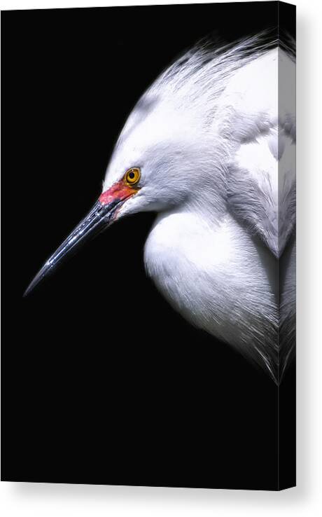 Crystal Yingling Canvas Print featuring the photograph A Little Light by Ghostwinds Photography